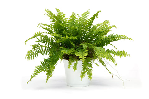 Custom Fern