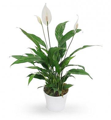 Peace Lily